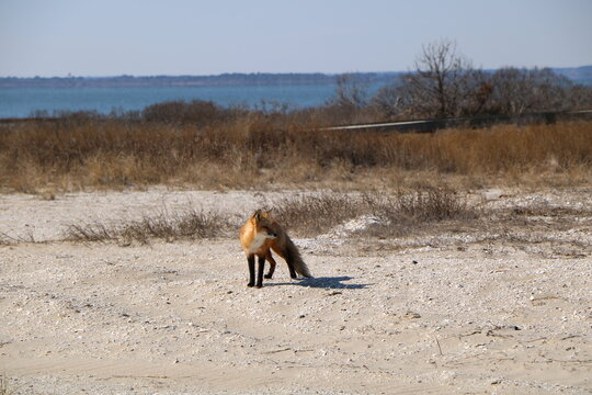 Red Fox on the Beach