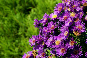 A bunch of purple daisies