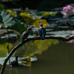 Two kingfishers compete for food