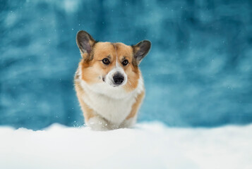 funny puppy dog corgi pembroke walks on white snow in the winter New Year's park