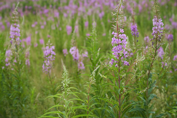 Pink flowers of cypress,Epilobium or Chamerion narrow-leaved, in flower ivan-tea. High quality photo
