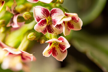 Fototapeta na wymiar Dew mini flowers seen through a macro lens in their beautiful details and colors, selective focus.
