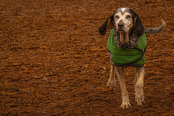 2021-12-13 A SENIOR HOUND DOG WITH BROWN AND GREY HAIR WALKING IN A DOG PARK IN REDMOND WASHINGTON...