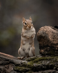 Chipmunk