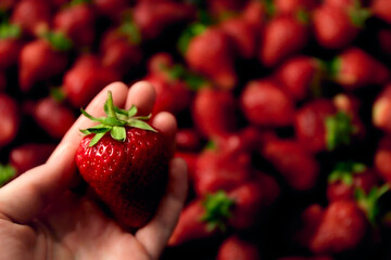 Large red strawberry in hand close-up on blur background. Big selected juicy berry. Sweet farm harvest. Organic food market. Passion concept. Love ingredient. Vegetarian meal. Side view. Copy space