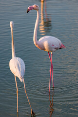 Flamingo - Ras Al Khor Wildlife Sanctuary, Dubai, UAE