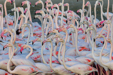 Flamingo - Ras Al Khor Wildlife Sanctuary, Dubai, UAE