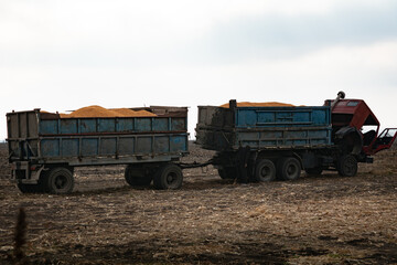 Truck loaded with corn grain in the field