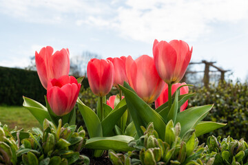 rote tulpen in garten