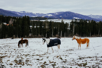 Obraz premium Horses on the farm in the snow. Winter on the farm, horses are wearing capes.
