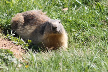 marmotte