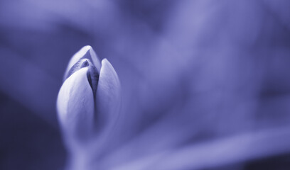 Bud with purple petals on a green abstract background. Early spring flowers. Crocus vernus .Spring Crocus. Soft focus. Macro. Close-up