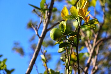 A small lemon tree in the garden.