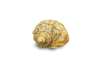 seashell sea, shell, conch, on white background