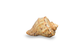 seashell sea, shell, conch, on white background