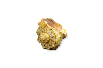 seashell sea, shell, conch, on white background