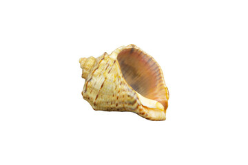 seashell sea, shell, conch, on white background