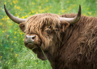 Scottish highland bull 