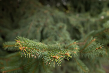 sprigs of a Christmas tree in the park close-up