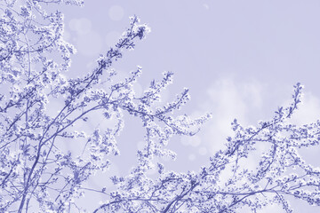 Cherry blossom branch on a background of blue sky. Spring pink flowers. Floral background for design. Soft focus. Copy space.