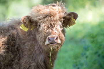 Junge Hochland Kuh (Bos taurus)