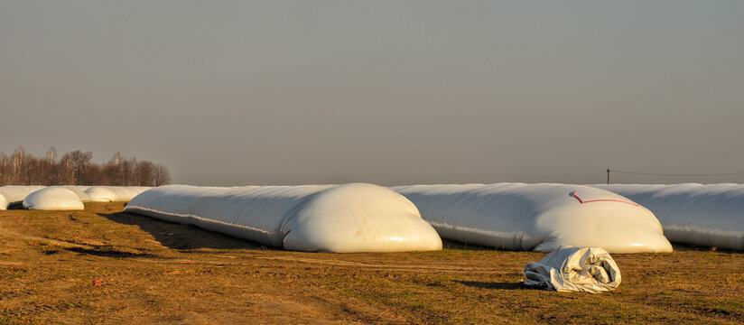 Line of long white polymeric laminated sleeves (bags) for grain storage, located in an open field, blue evening sky, panoramic shot