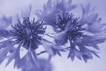 Cornflowers close up with bokeh. Macro. Soft focus