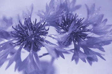 Keuken foto achterwand Pantone 2022 very peri Cornflowers close up with bokeh. Macro. Soft focus