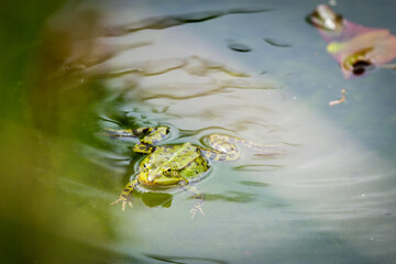 one pond frogs during the spawning season
