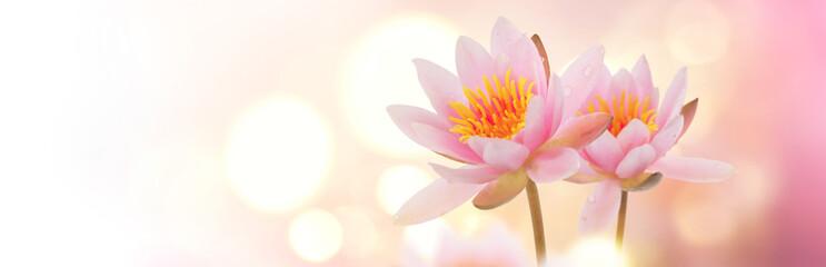 Lotus flowers blooming over pink blurred background. Water lily flower close up. Waterlily close-up. Blooming pink aquatic flowers on wide screen background, macro. Water lillies floral art design - obrazy, fototapety, plakaty