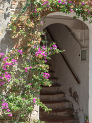 Detail of a Narrow Access with Stairs of an Ancient House in the Italian Medieval Village of Bolgheri in Tuscany and Climbing Plants all around