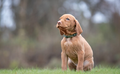 Hungarian vizla puppy