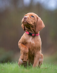 Hungarian vizla puppy