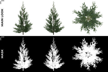 Fototapeta premium 3D Rendering of Front, Left and Top view of Tree (Picea Glauca) with alpha mask to cutout and PNG editing. Forest and Nature Compositing. 
