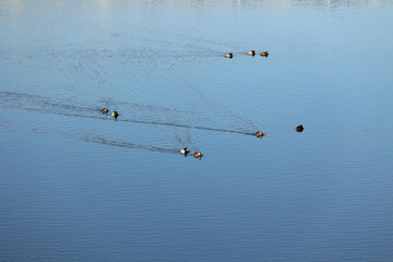 Kaczki pływają po niebieskiej wodzie tworząc  falę. - obrazy, fototapety, plakaty