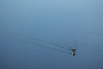Kaczki pływają po niebieskiej wodzie tworząc  falę.