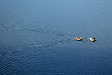 Kaczki pływają po niebieskiej wodzie tworząc  falę.