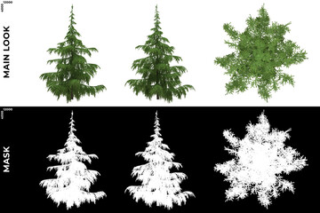 3D Rendering of Front, Left and Top view of Tree (Cedrus Deodara) with alpha mask to cutout and PNG editing. Forest and Nature Compositing.	
