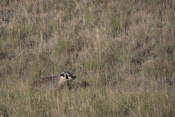 Badger Sniffs the Air in a Field