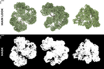 3D Rendering Top view of Trees (Generic) with alpha mask to cutout and PNG editing. Forest and Nature Compositing.	
