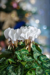 White flower cyclamen white flower and Christmas background with bokeh. Shallow depth of field. Close-up. - obrazy, fototapety, plakaty