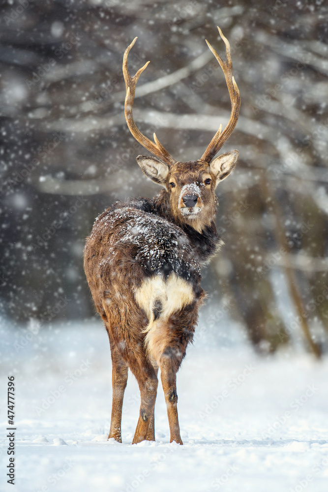 Canvas Prints Roe deer in the winter forest. Animal in natural habitat