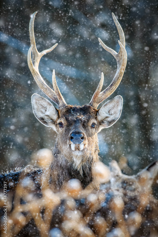 Canvas Prints Roe deer portrait in the winter forest. Animal in natural habitat