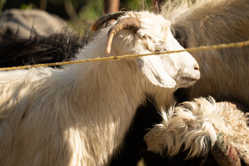 Wild Mountain goats are sold in the Pokhara market for animal sacrifice for local Hindu festival Dashain Dussehra in Katmandu, Nepal.