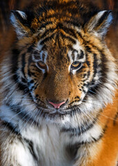 Naklejka premium Close up detail view portrait of a Siberian tiger