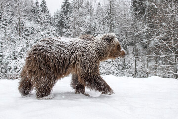 Close wild big brown bear in winter forest