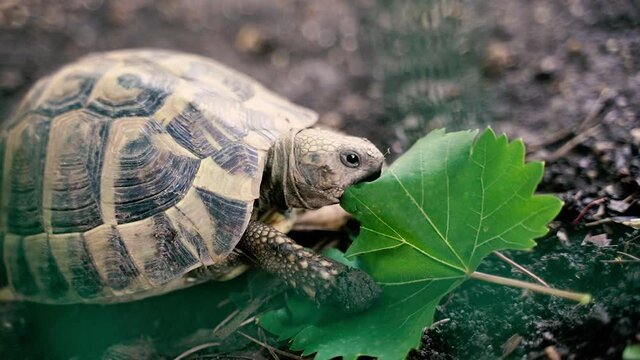 Turtle. A land turtle bites a green leaf.