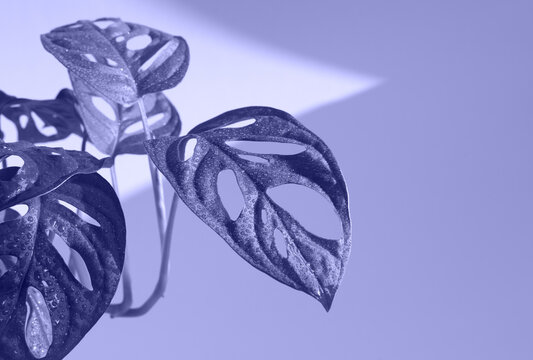 Plant monstera monkey mask obliqua (Monstera adansonii) in color of the year 2022 Very Pery