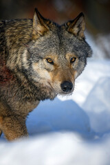 Gray wolf, Canis lupus, portrait in the winter forest