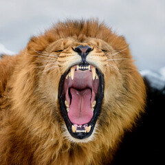 Close-up of a Lion roaring portrait